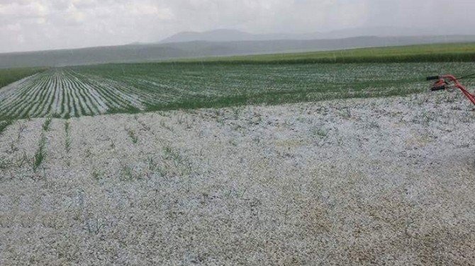 POLATLI’DA 1 MAYIS DOLU FELAKETİ: TARIM ARAZİLERİ ZARAR GÖRDÜ